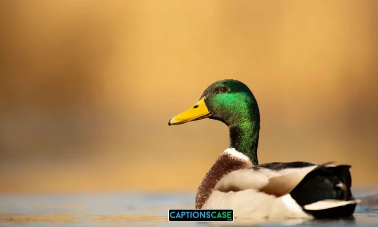 Top 240 Cute Duck Captions for Instagram and Quotes 🦆