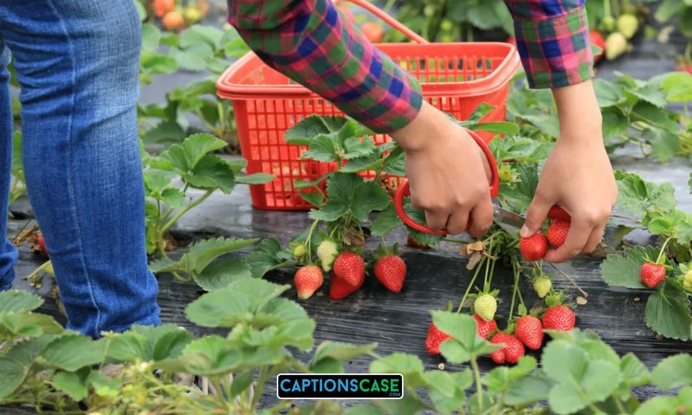 Strawberry Picking Captions for Instagram
